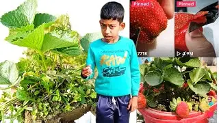 স্ট্রবেরির চারা তৈরি || ছাদ বাগানে স্ট্রবেরি (Strawberry) চাষ ||