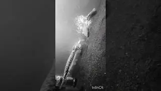#Malabar #snakehead live #fish #feeding😱😱😱