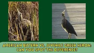 Are You Looking at an American Bittern or a Juvenile Green Heron?