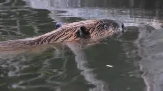 Beavers Swimming in a Wilderness Pond
