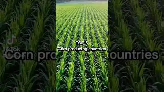 TOP 5 CORN PRODUCING COUNTRIES
