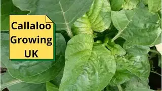 Callaloo Growing UK