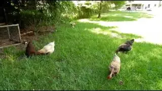 To free range or not.  Benefits and con's