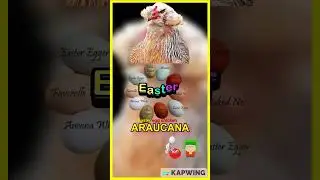 Araucana🐔 Chicken🐣🐥