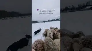 бордер колли пасет овец #shorts #бордерколли  #bordercollie #собачники #собакадругчеловека