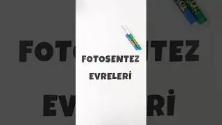 Fotosentez Evreleri Konusunu Hızlıca &Ouml;ğren 👉🏻