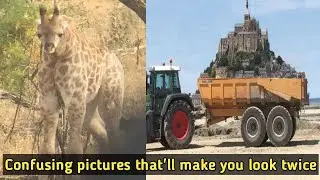 Confusing Pictures That Will Mess With Your Mind