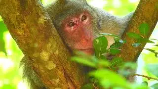 SCREAMING LOUDLY KING MONKEY MATTING MOTHER MONKEY @LIVE MONKEY CHANNEL