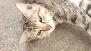 WILY CAT | OUR PET | FELINE | VIDEO TRANSITION TEST
