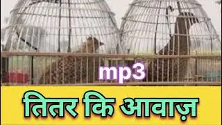 Teeter  sounds ,teeter ki ganti , तीतर लड़ाईआवाज़,