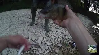 GROSSES perches de 45 et 46cm en rivi&egrave;re ! /Touches en directs