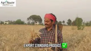 Smart Radar Light | 360&deg; Farm Protection from Pests & Wild Animals | Agri Route
