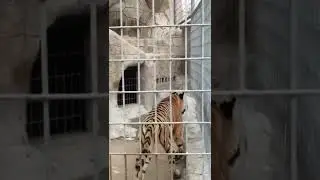Tiger at Al Taraf Model Zoo Al Ahsa || Saudi Arabia