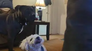 Raider. teach your puppy to disengage (food games), ignore place & tether, motivation & obligation