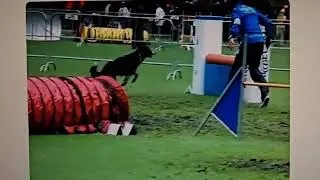 EXTREME DOG AGILITY In Slow Motion!!!!💯