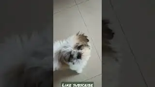 shitzu dog following me # dog lover# shorts#shiva pets channel