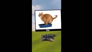 Poop Comparison 3D | Differend Types of animals poop#animals #comparison #animation