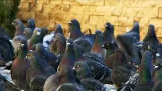 #best a flock pigeon