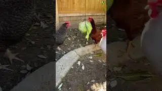 Chicken pi&ntilde;ata! #chicken #backyardchickens #engagednotcaged #enrichment #egg #eggs #shorts #fyp
