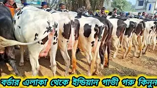 ০৭/০১/২৬/ #সোনাইচন্ডি #গরুর_হাট থেকে ৮_৯ মাসের পেগনেন্ট ২০_২৫ লি: দুধের গাভী গরুর দাম দর জানুন #গাভী