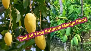 Grow Mango at Home Fast! 🌿 Thai Katimon Mango Tree with Flowers &ndash; Buy Now on ezonefly