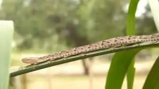 Bothrops asper