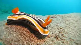 Speed Chromodoris