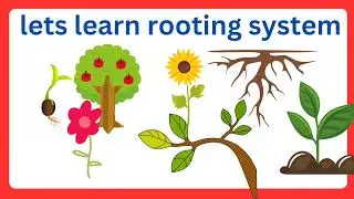 Rooting system | learn rooting system for kids in English | kids learning videos | plants