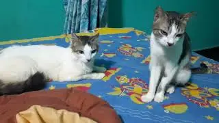 Vlog on two sister cats | cute lazy cats | cute funny cats | part 4