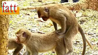 monkey mating // التزاوج عند القردة