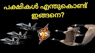 🤔പക്ഷികൾ എന്തുകൊണ്ട്  V ആകൃതിയിൽ പറക്കുന്നു അറിയാം#facts#viral #motivation #malayalam #shorts #birds