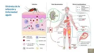 I JORNADA DE INMUNOLOGIA SANCTI SPIRITUS 2025 Respuesta inmune y patogenia de la Infección por Chiku