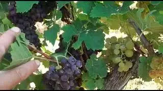 2022 09 11 Himeră de Busuioacă de Bohotin