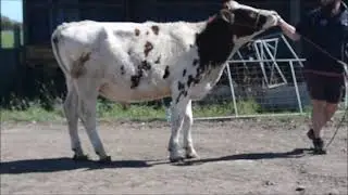 Lot 51 - Boldview Famous Speck