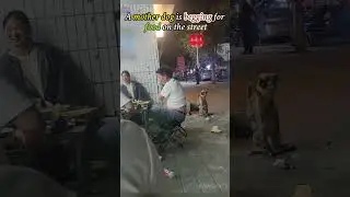 A mother dog begging for food from people on the street#dog