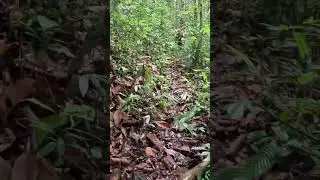POV: Hiker&rsquo;s Dream Path in the Mountains  Virtual Walking ASMR