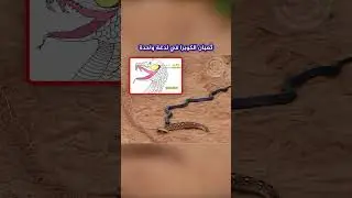 عندما يصبح المفترس الفريسة - شاهد هذه اللقطة النادرة لثعبان الكوبرا والأفعى النفاثة 😨 