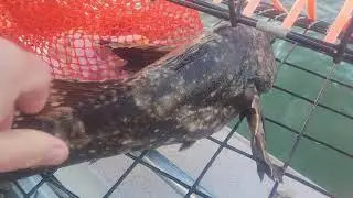 Unexpected catch in crab trap!