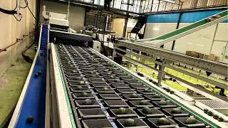 High-efficiency four-way avocado weight grading line, washing, waxing, and drying.
