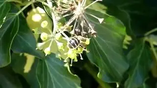Tachinid Fly Visits Japanese Ivy Flowers 240fps