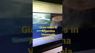 Giant trees in Argentina, Venezuela and America - Riches of Wisdom