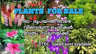 💥 Sale 🥰 offer sale കുറഞ്ഞ വിലയിൽ  ചെടികൾ വില്പനയ്ക്ക് Whatsapp 6238606684