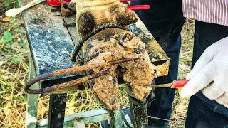 Cow Hoof Trimming and Screw Removal Procedure