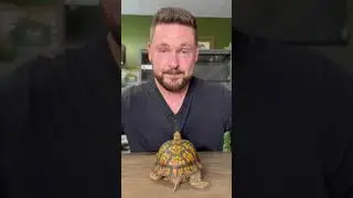 World&rsquo;s Most Personable Turtle! #shorts