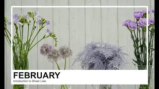 Ep7: Introduction to Colorstrology Sheer Lilac Flower Varieties
