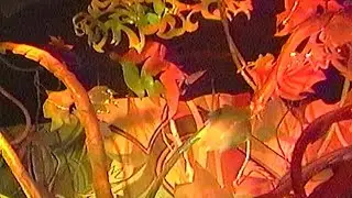 Listen to the Land EPCOT Center Symphony of the Seed 22 mins (1982-93, courtesy of Defining Disney)