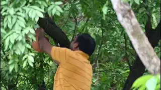 Sparrow conservation 