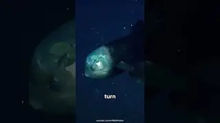 The Fish With a Transparent Head 😳🐟 #shorts #deepsea