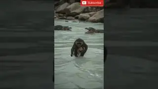 Monkey with its baby escaped from two crocodiles. #monkeyescape, #babymonkey, #crocodileattack,