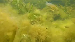 Cybister Aphanius